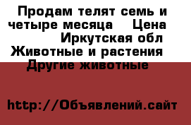 Продам телят семь и четыре месяца. › Цена ­ 20 000 - Иркутская обл. Животные и растения » Другие животные   
